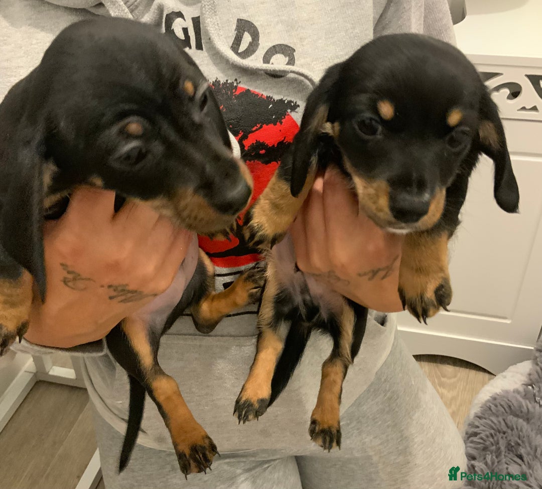 Chiweenie dogs for sale: Ready Now Chiweenies pups - Image 4