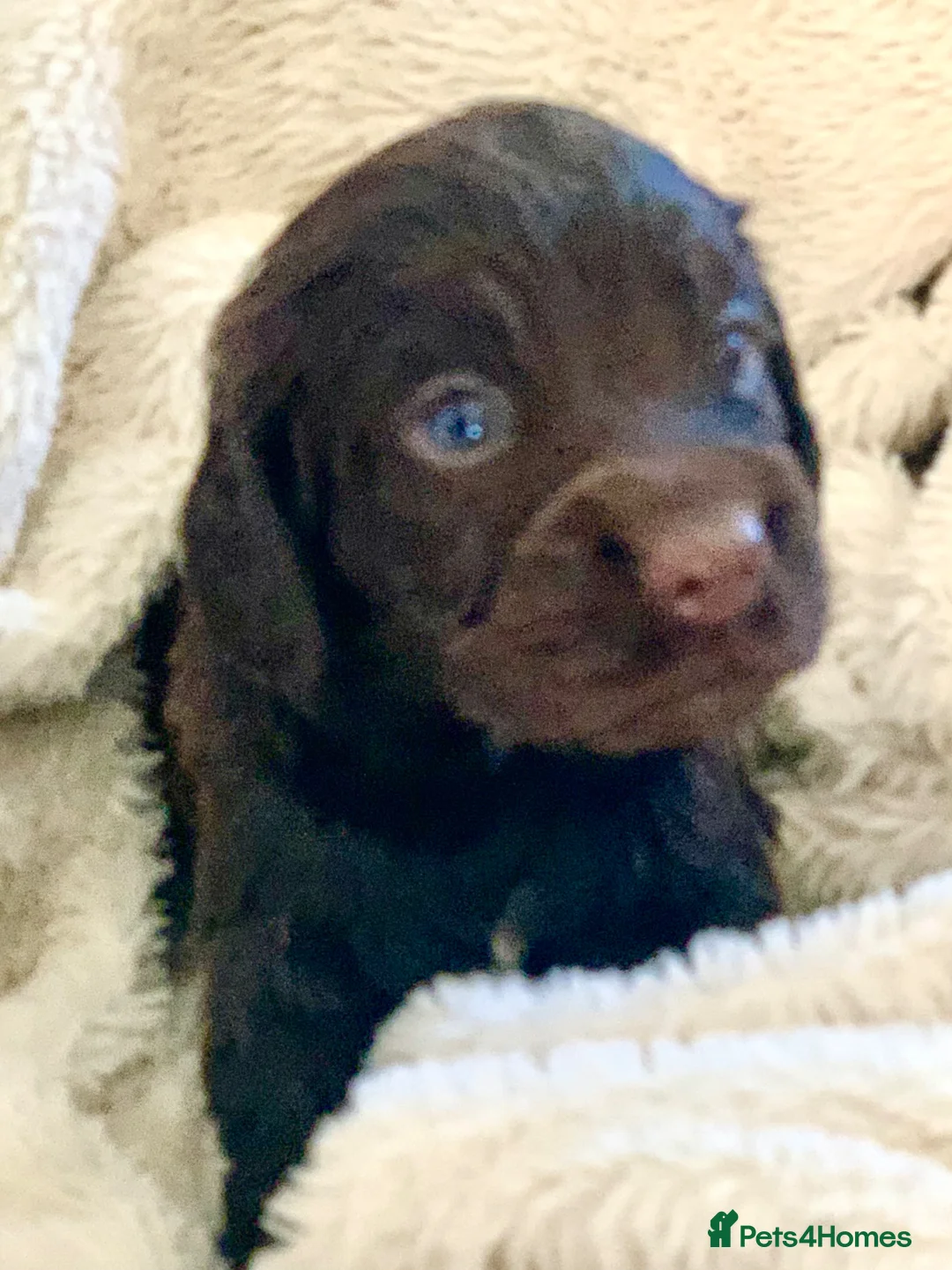 Cocker Spaniel dogs for sale: Sired from British Champion - Advert 2