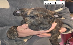 Mixed Breed dogs for sale: Bullmastiff x staff puppies - Image 7