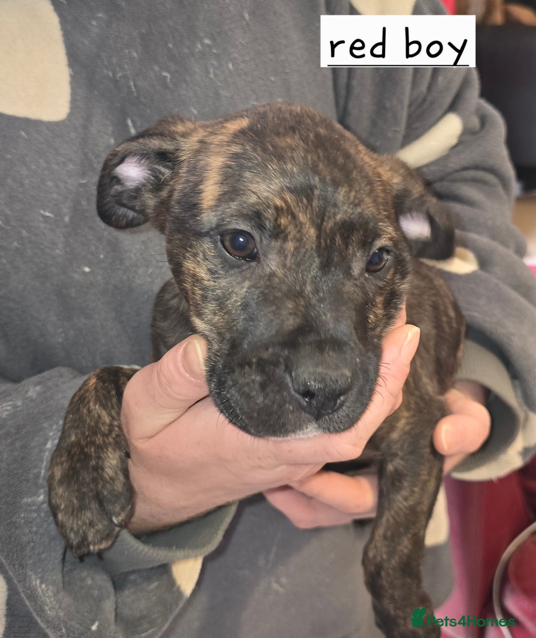 Mixed Breed dogs for sale: Bullmastiff x staff puppies - Image 7