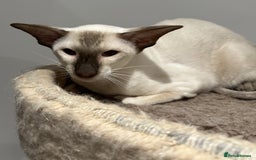 Siamese cats for sale: Male Siamese Chocolate Point - Active Register - Image 3