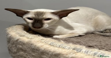 Siamese cats - Advert 1