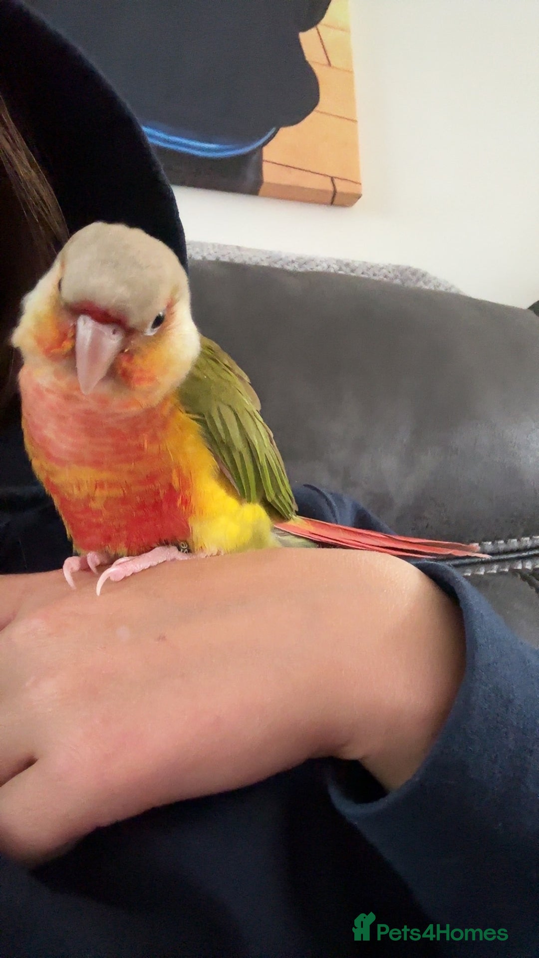 Conures birds for sale: Green Cheek Conure for sale 11months old £850 - Advert 13