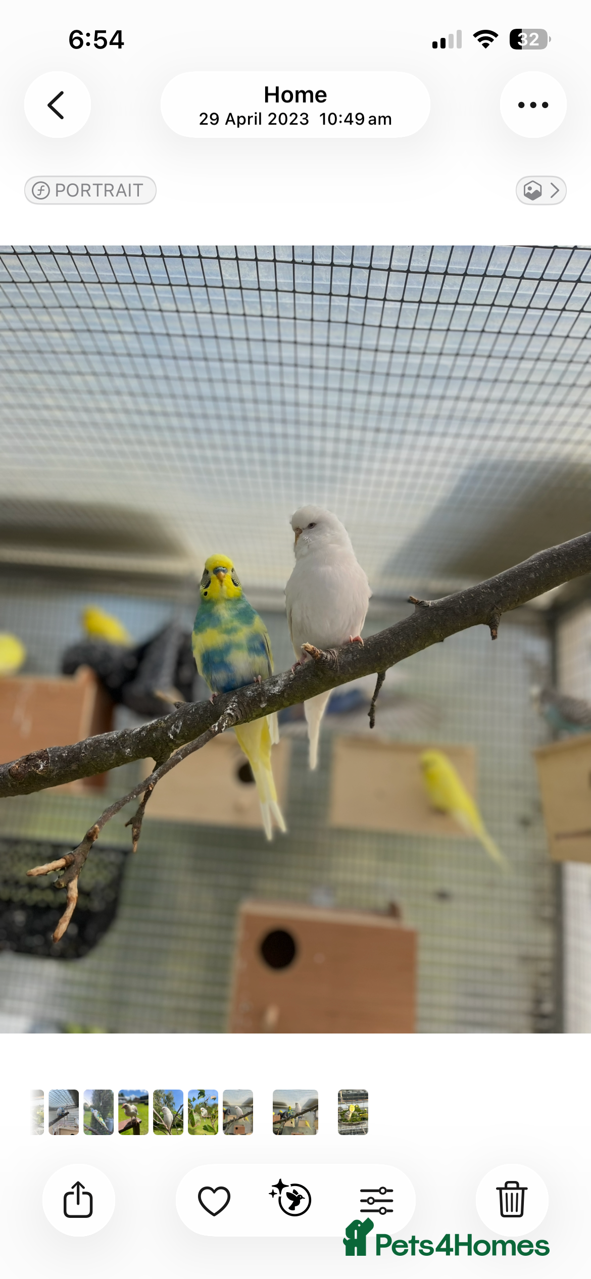 Budgerigars birds Budgies with aviary  - Advert 1