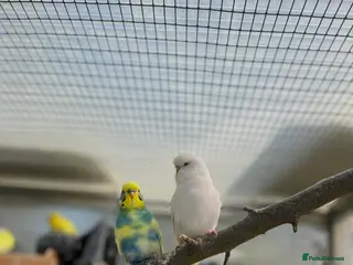 Budgerigars birds Budgies with aviary - Advert 1