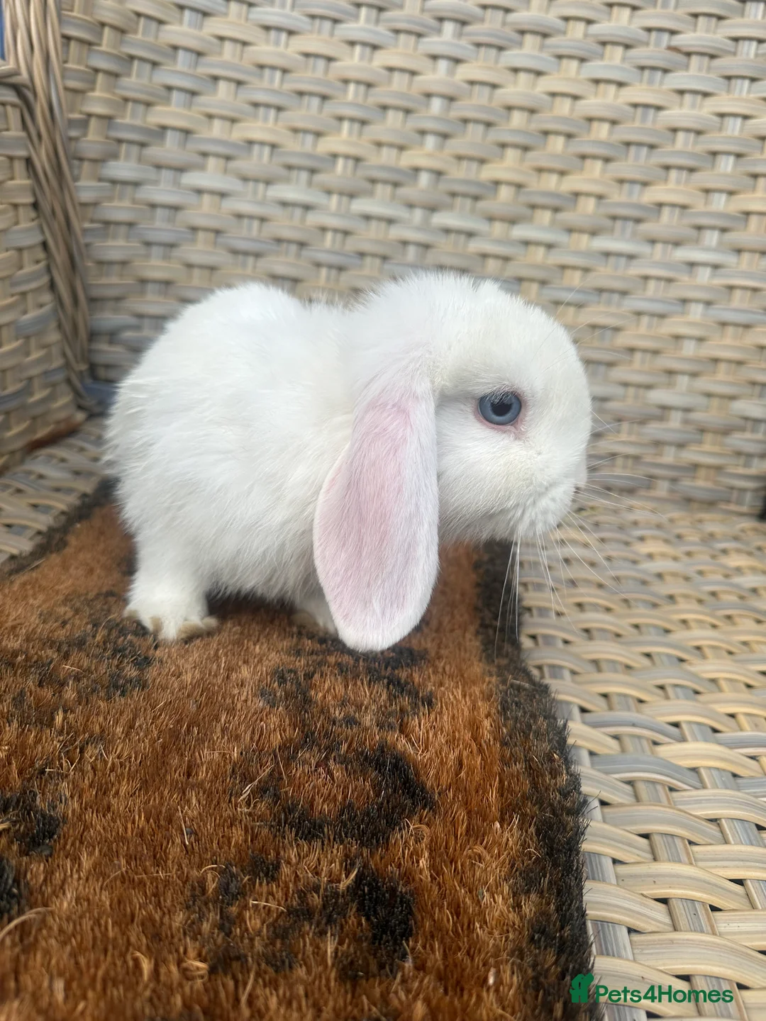 Mini Lop rabbits for sale: 1 left now . mini lop baby rabbits. - Advert 4