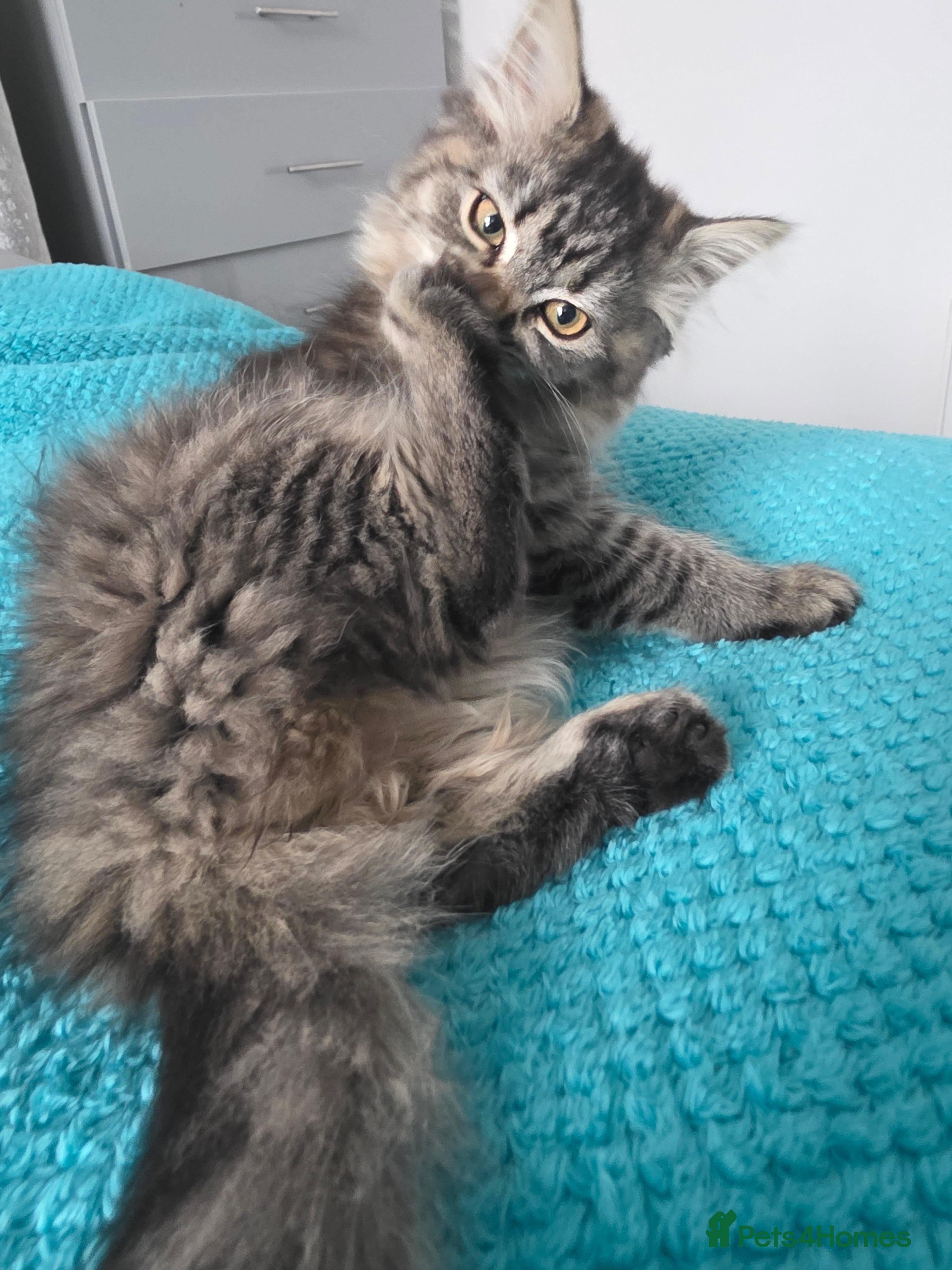 Persian cats Beautiful dollface persian chinchilla kittens  - Advert 2