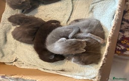 Mixed Breed cats for sale: Grey kittens for sale - Image 1