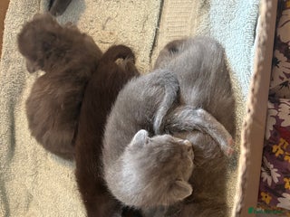 Mixed Breed cats for sale - Advert 1