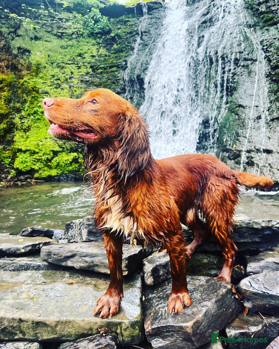 Cocker Spaniel dogs for sale: KC Reg Fox Red Working Cocker Spaniel Male  - Image 10
