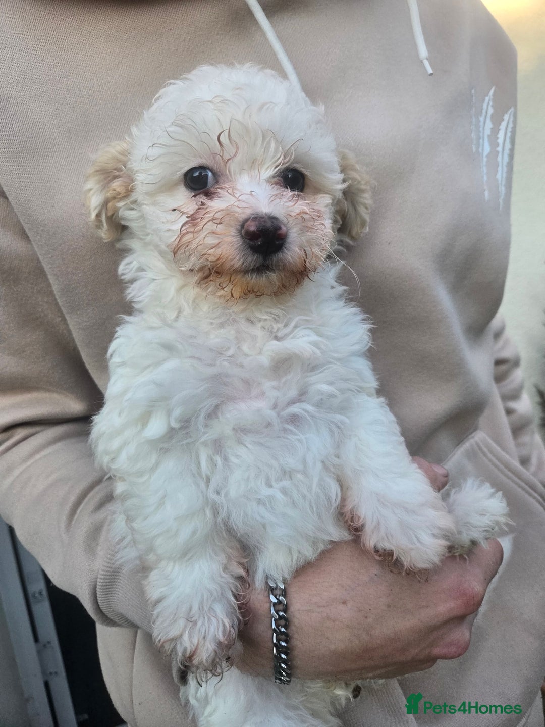 Maltese dogs for sale: Beautiful Maltese Puppy – Child & Cat Friendly - Advert 10