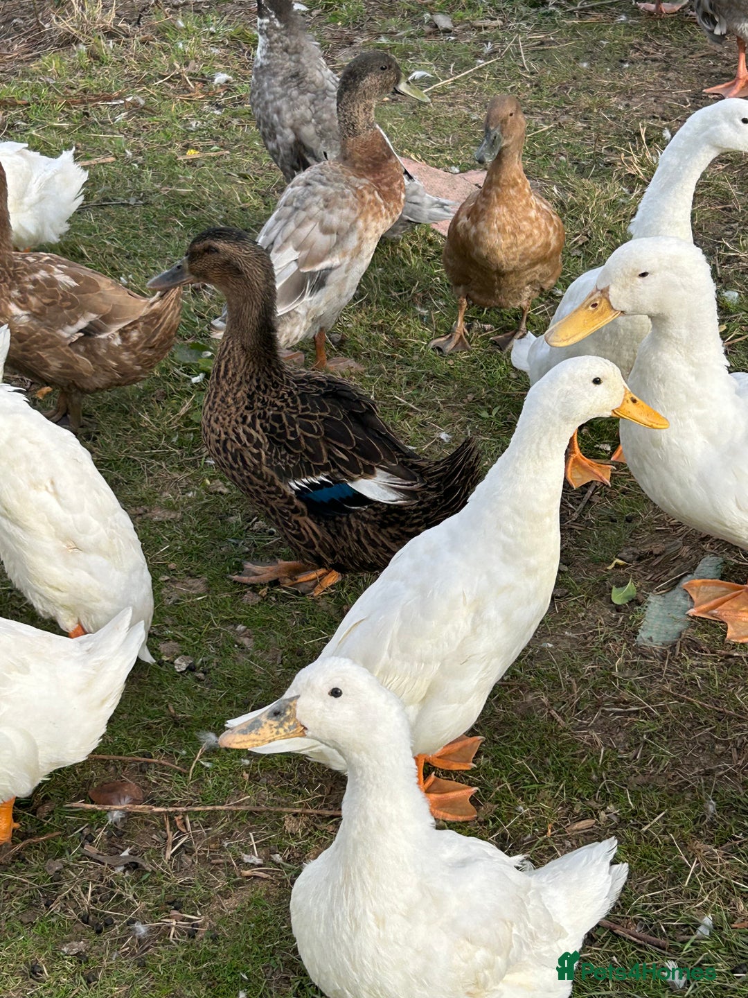 Ducks poultry for sale: Ducks for sale - Image 9
