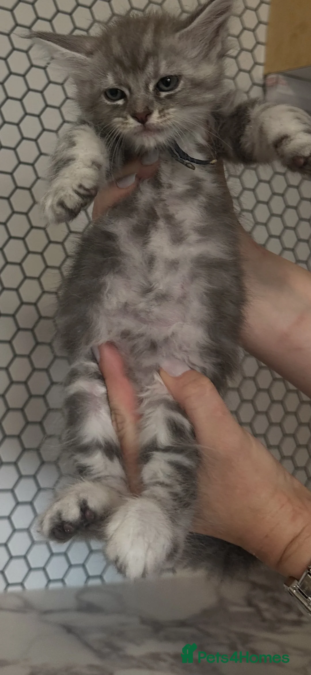 Maine Coon cats for sale: Beautiful tica registered blue tabby’s and torties - Advert 14