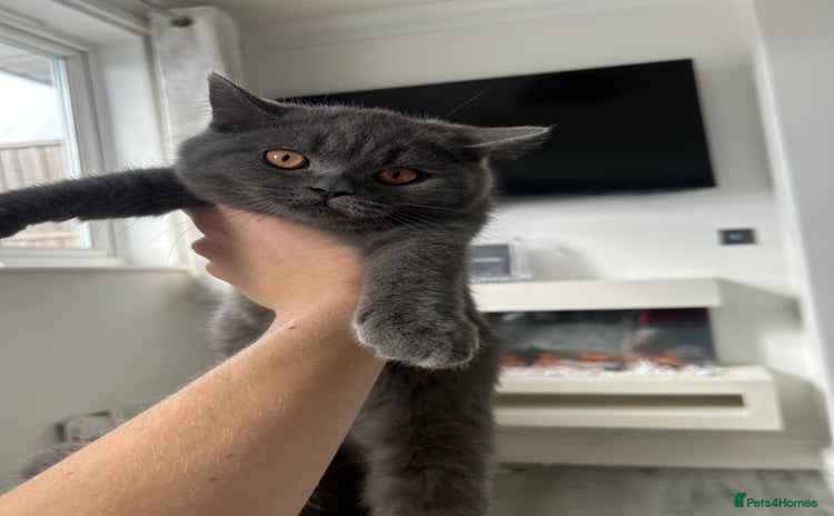 British Shorthair cats - Advert 7