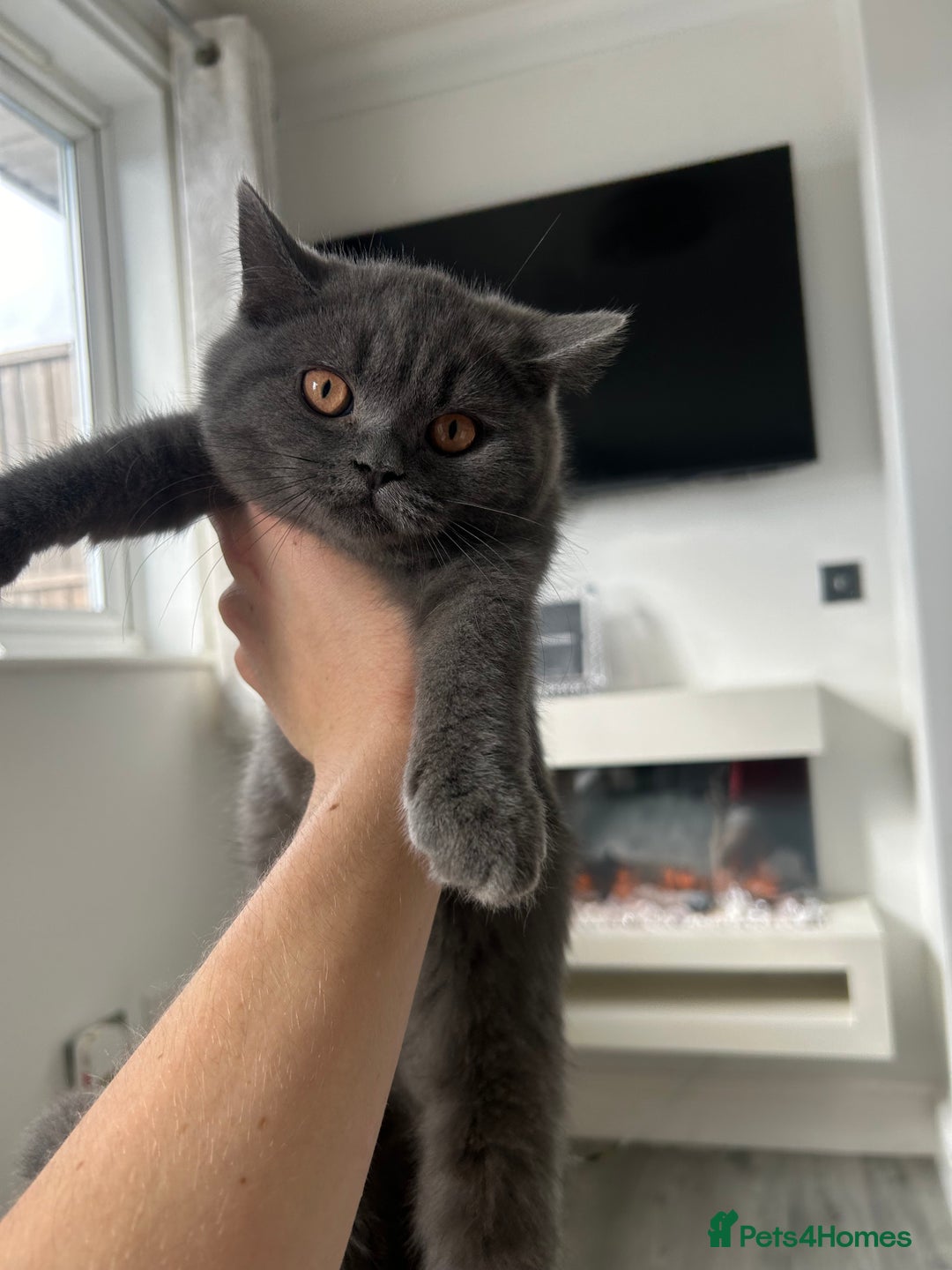 British Shorthair cats for sale: British shorthair kittens  - Image 2