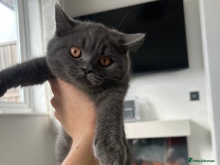 British Shorthair cats - Advert 1