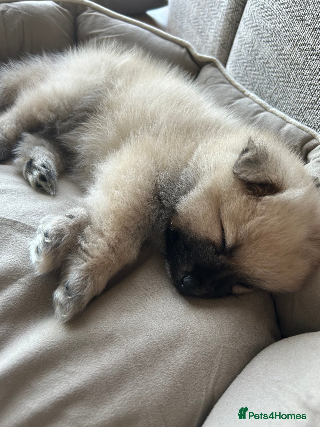 Pomeranian dogs for sale: Pomeranian boy for sale  - Advert 7