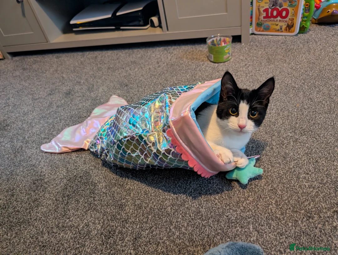 Mixed Breed cats for sale: British Shorthair x Maine Coon Kitten in Chester - Advert 1