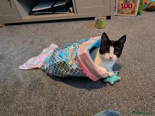 Mixed Breed cats British Shorthair x Maine Coon Kitten in Chester - Advert 1