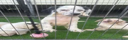 Cocker Spaniel dogs for sale: 4 cocker spaniel puppies  - Advert 3