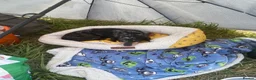 Dachshund dogs for sale: Tri dapple pups - Advert 7