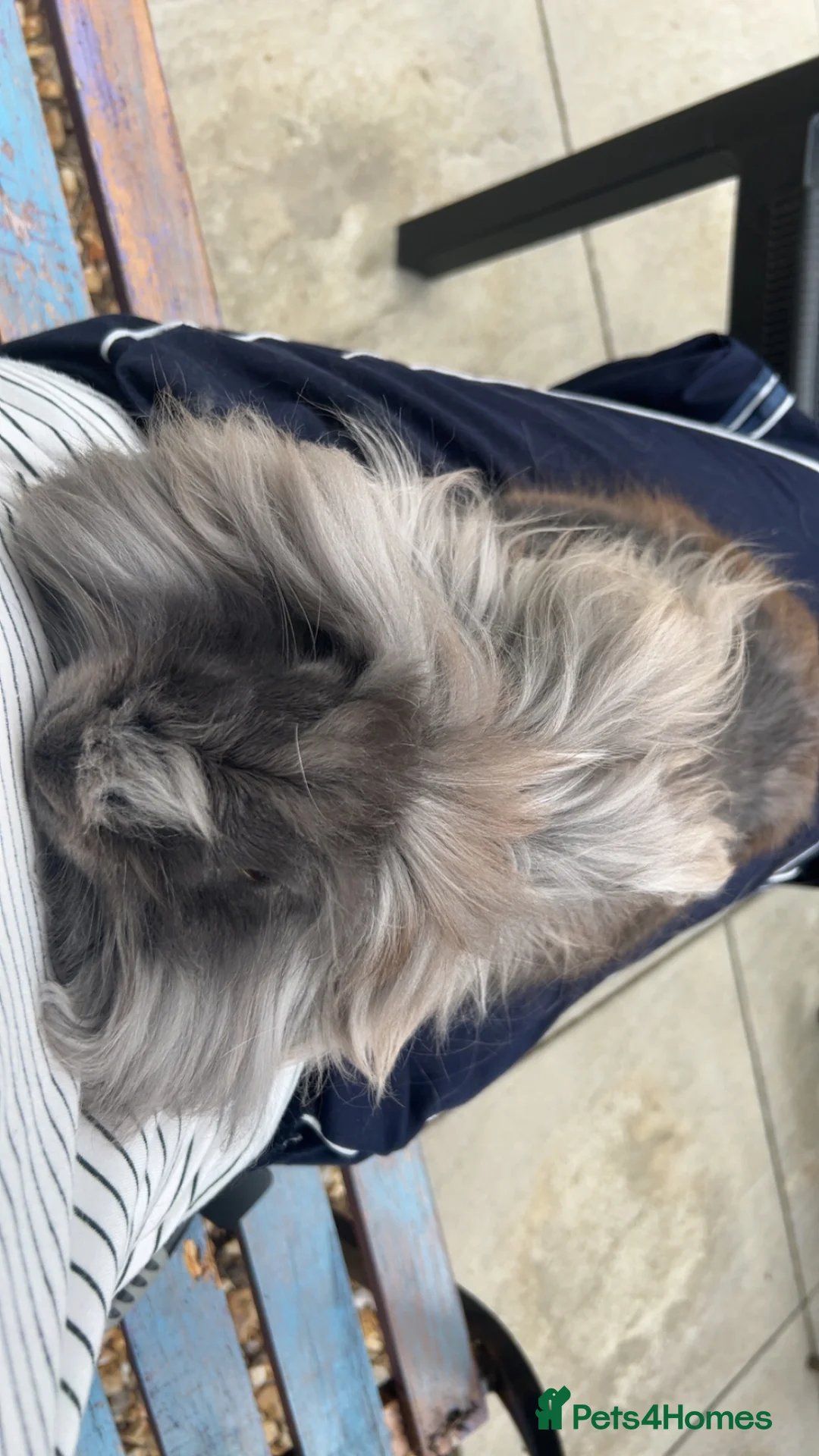Lionhead rabbits for sale: 2 beautiful half angora lion main rabbits  - Advert 10