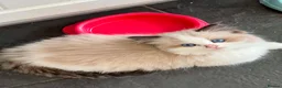 Ragdoll cats for sale: Beautiful Ragdoll kittens! Ready for new homes NOW - Advert 18