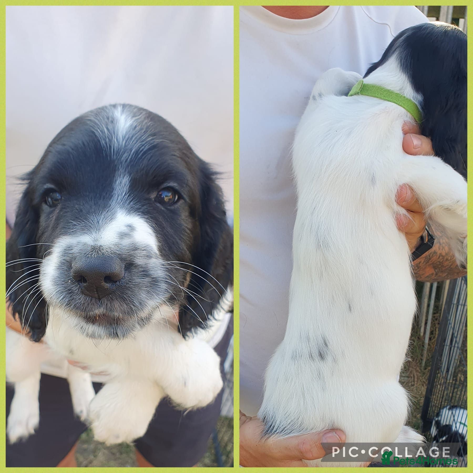 English Springer Spaniel dogs springer springer pups - Advert 2