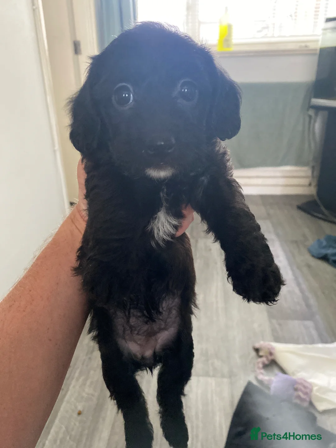 Doxiepoo dogs for sale: Doxipoo  - Advert 2