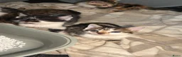 Bengal cats for sale: Bengal / Norwegian forest - Advert 4