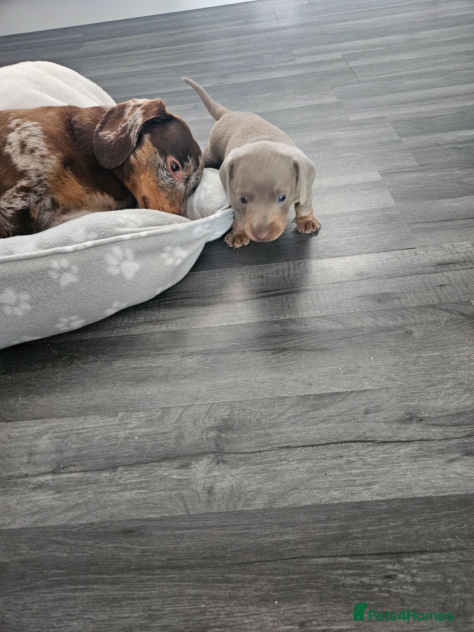Miniature Dachshund dogs Miniature dachshund  - Advert 1