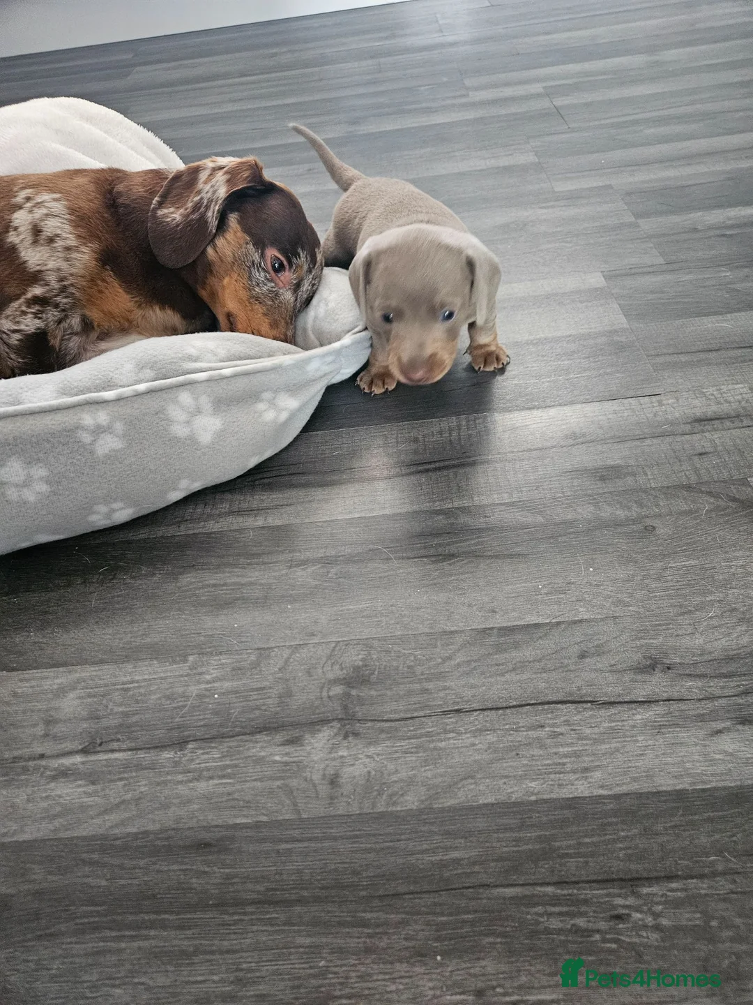 Miniature Dachshund dogs for sale: Miniature dachshund  - Advert 1