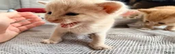 Mixed Breed cats for sale: Beautiful Family-Raised Kittens - Advert 11