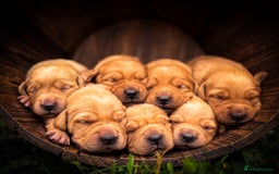 Goldador dogs for sale: Stunning Goldador Puppy’s DNA Clear KC Parents - Image 1