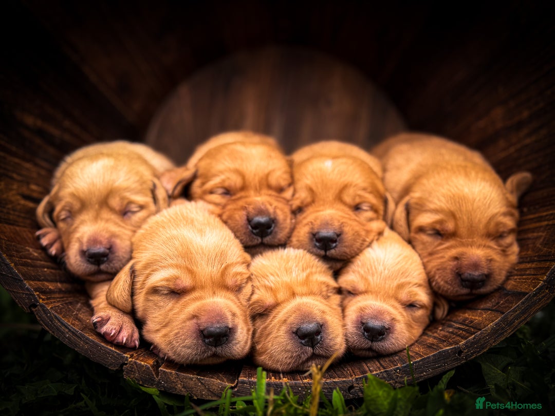 Goldador dogs for sale: Stunning Goldador Puppy’s DNA Clear KC Parents - Image 1