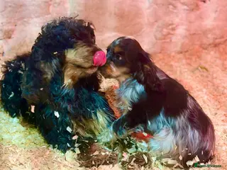 Cocker Spaniel dogs Fully vaccinated show cockers ready to go! - Advert 9