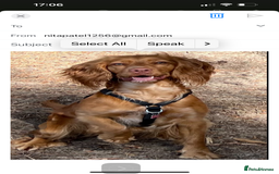 Cocker Spaniel dogs for sale: Willow  - Image 1