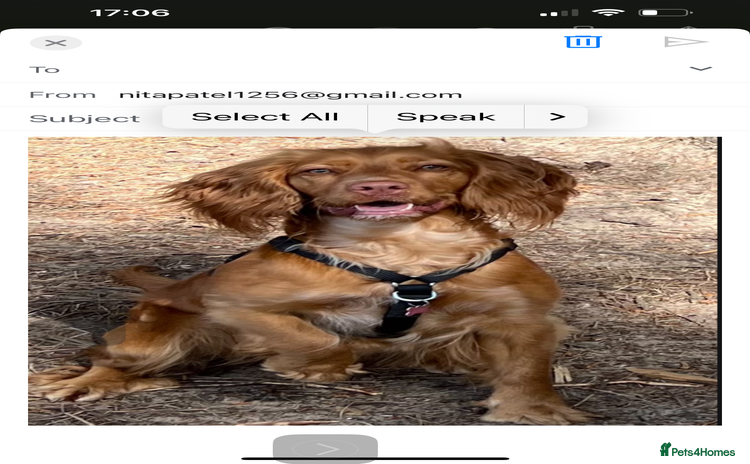 Cocker Spaniel dogs - Advert 10