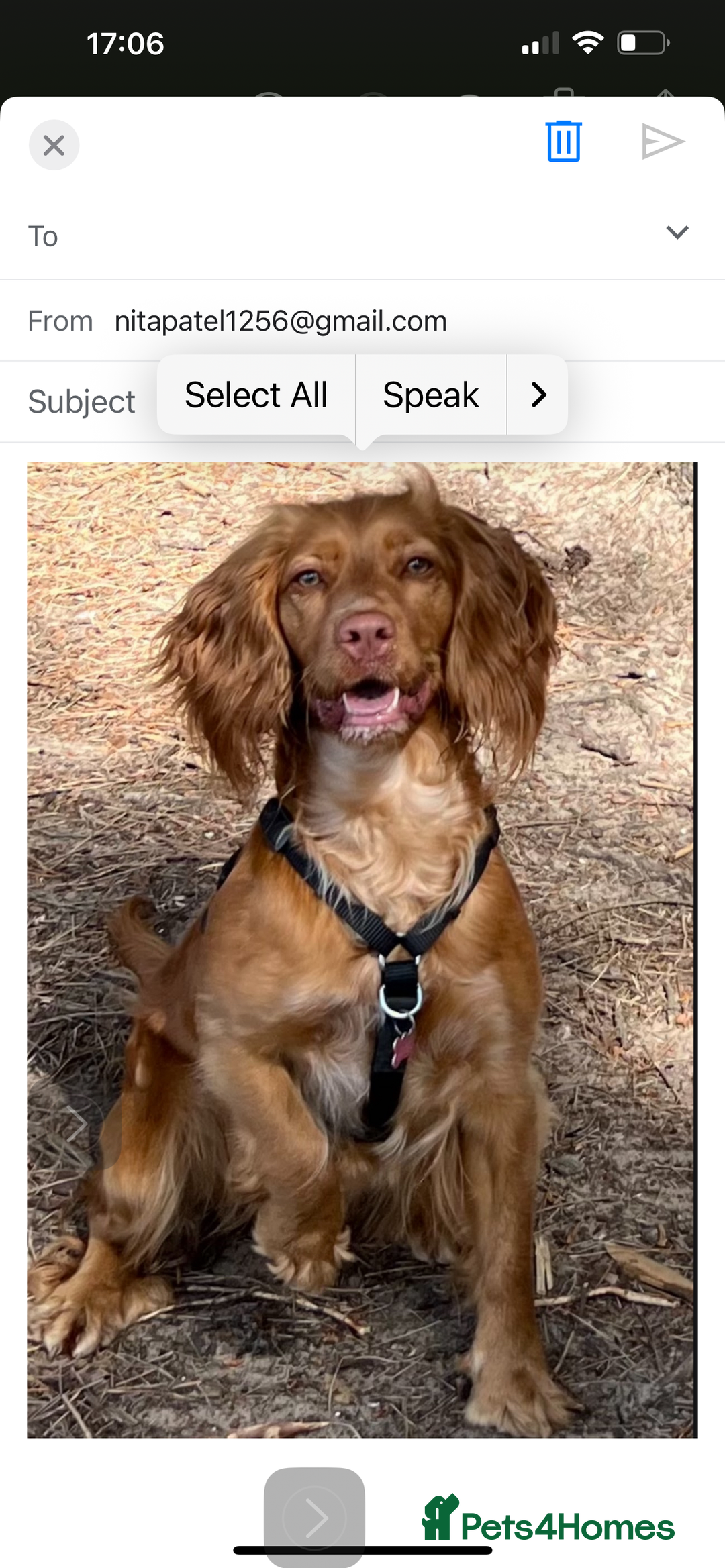 Cocker Spaniel dogs for sale: Willow  - Image 1