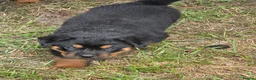 Rottweiler dogs for sale: Rottweiler puppies West Sussex / Surrey border - Advert 8