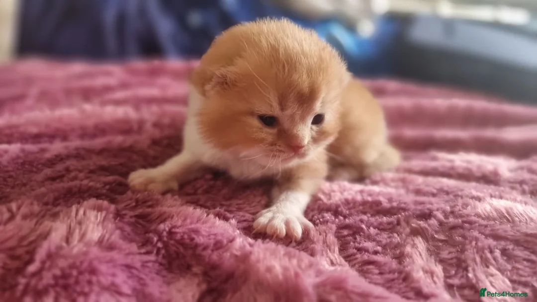 British Shorthair cats for sale: Pedigree Registered British Shorthair kittens   - Advert 23