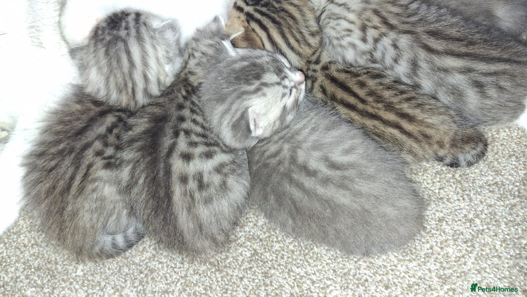 British Shorthair cats for sale: 2 female 4 male kittens  - Image 4