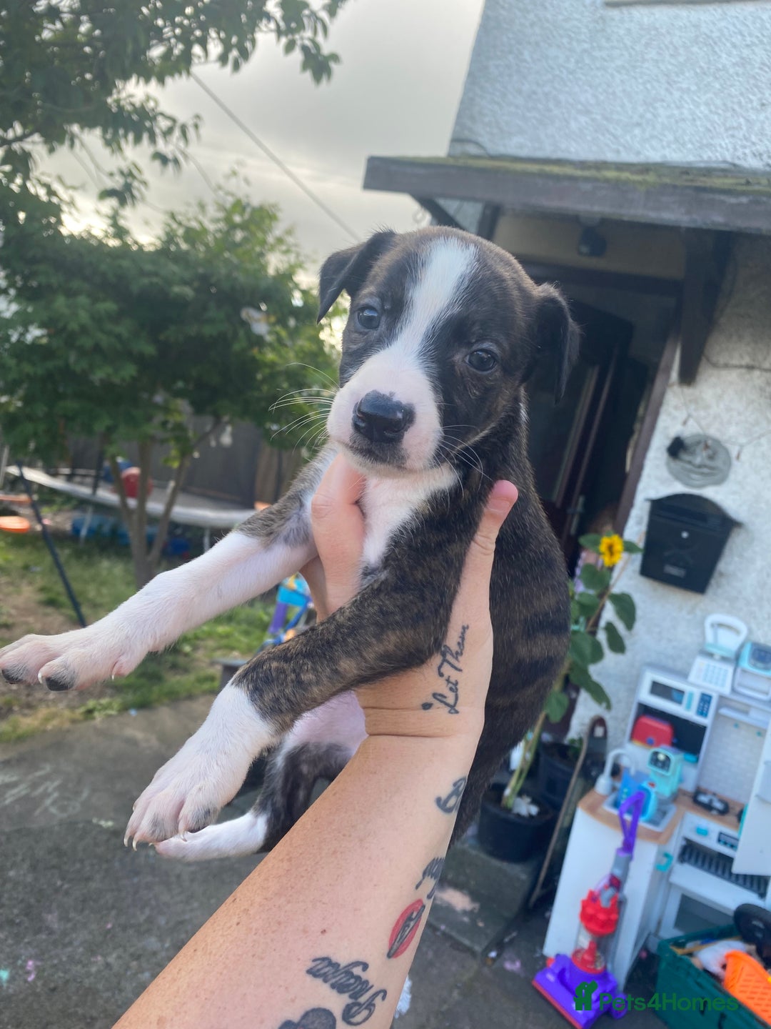 Lurcher dogs for sale: Eight gorgeous mix breed pups - Image 7
