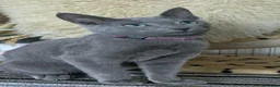 Russian Blue cats for sale: Russian Blue boy , N.London - Advert 11