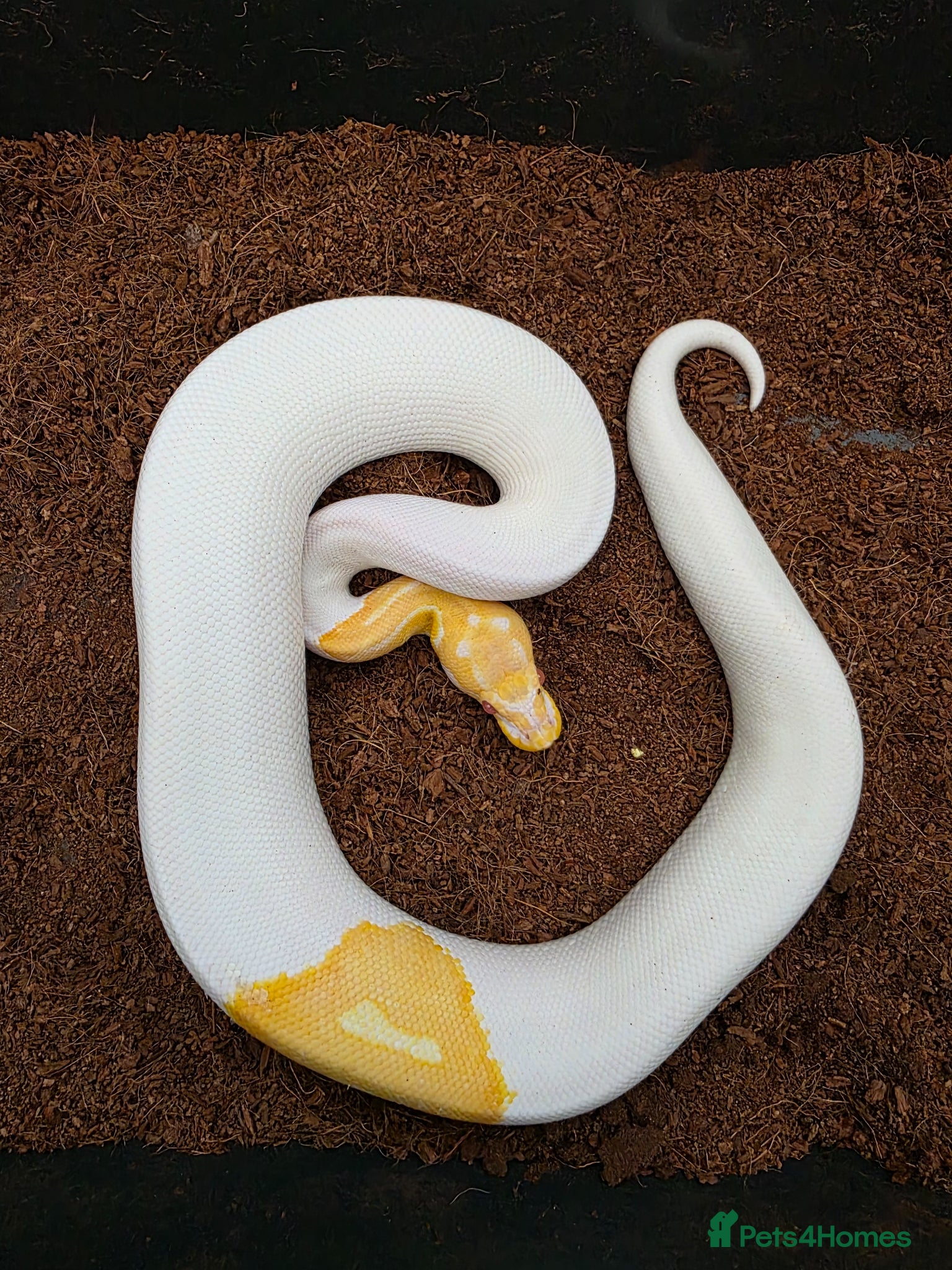 Python Snake reptiles Royal pythons for sale - Advert 1