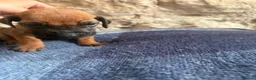 Rhodesian Ridgeback dogs for sale: RHODESIAN RIDGEBACKS KC  - Advert 13