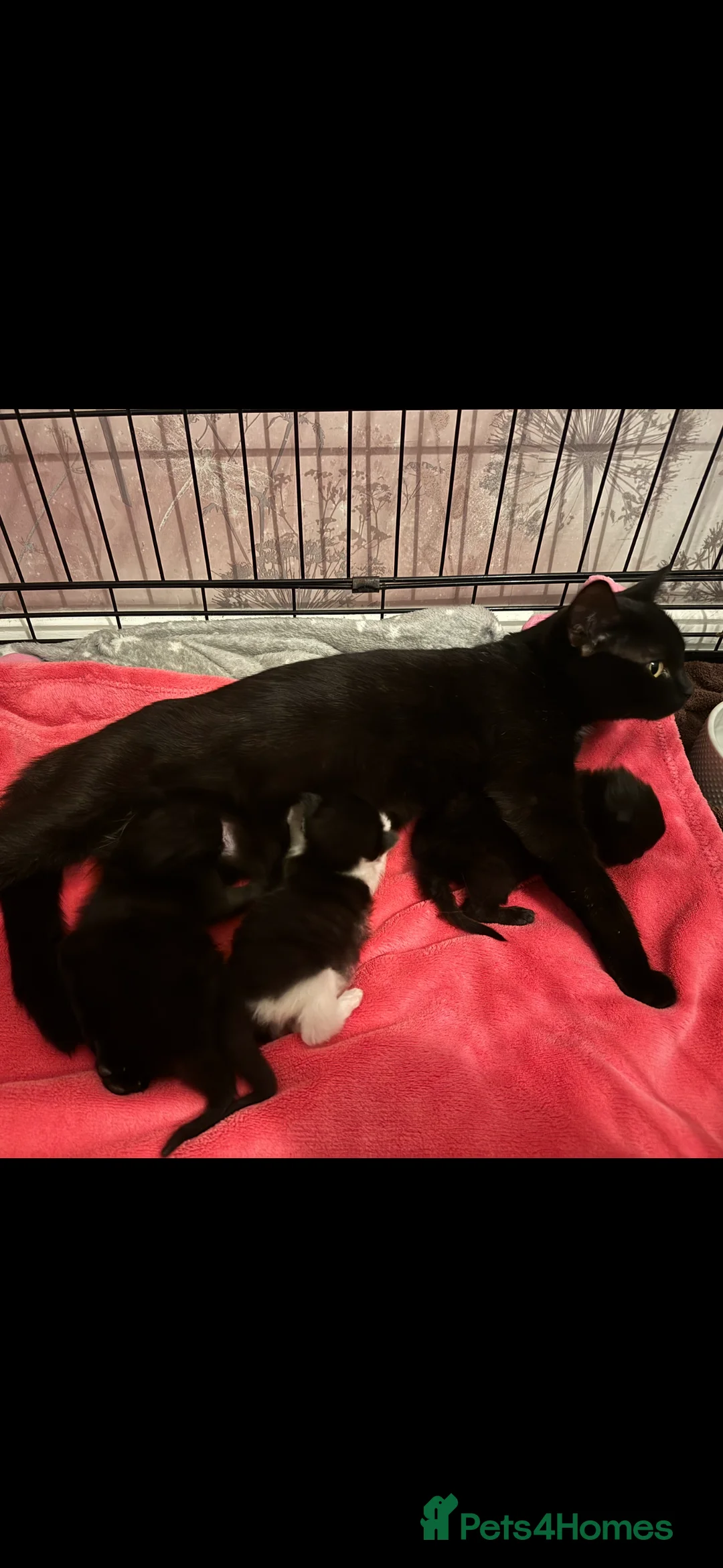 Mixed Breed cats for sale: Kittens  in Frinton-on-Sea - Advert 2