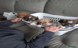 Mixed Breed dogs for sale: Shih tzu cross Jack Russell - Image 1