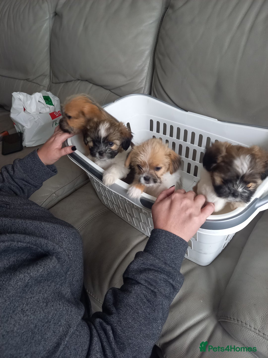 Mixed Breed dogs for sale: Shih tzu cross Jack Russell - Image 1