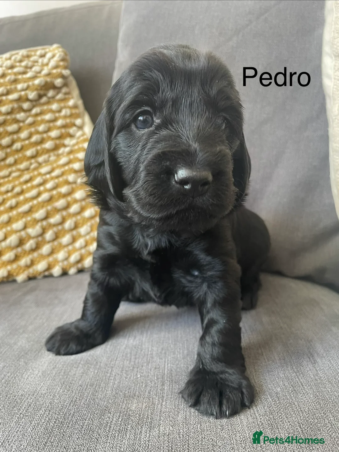 Mixed Breed dogs for sale: Beautiful litter of rare cockapoo Doodle/redsetter - Advert 15